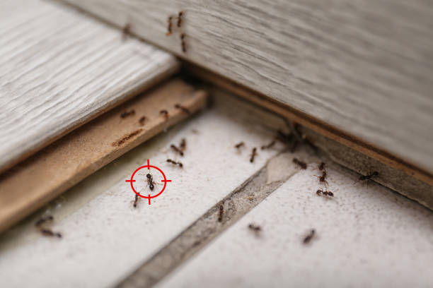 Best Ant Control Services  in Brownsville, OR