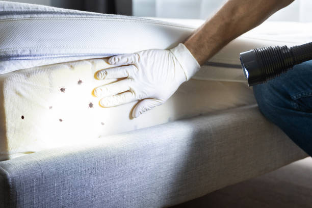 Best Flea Control Services  in Brownsville, OR